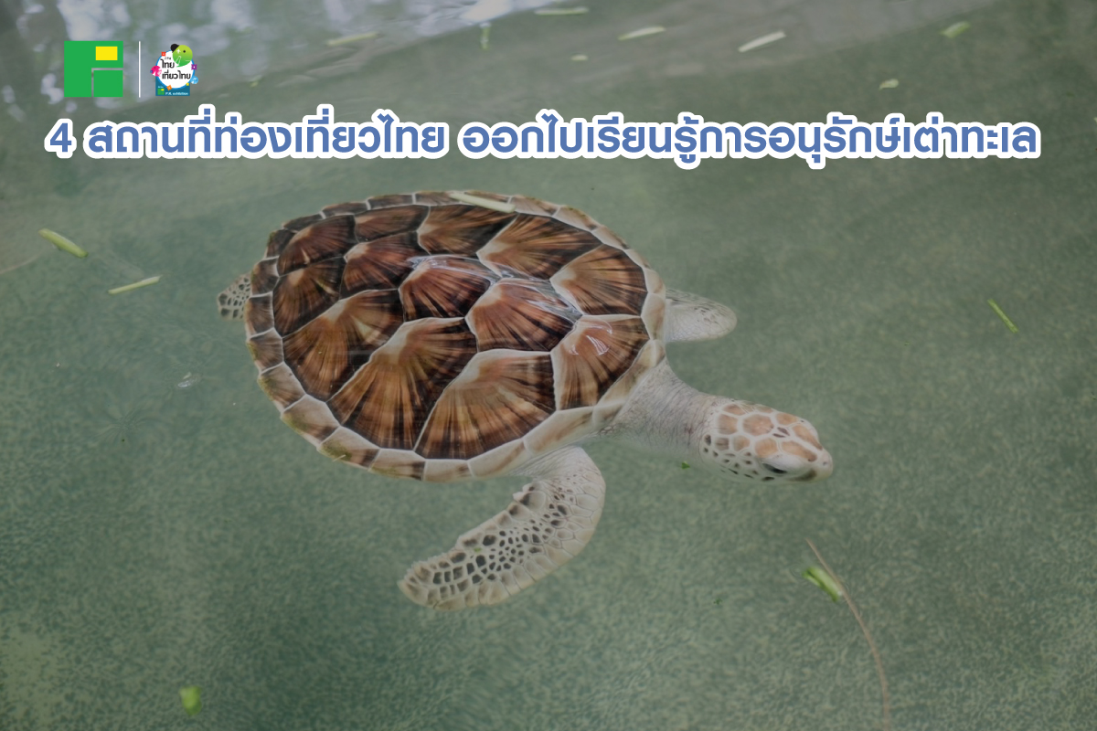 4 สถานที่ท่องเที่ยวไทย ออกไปเรียนรู้การอนุรักษ์เต่าทะเล